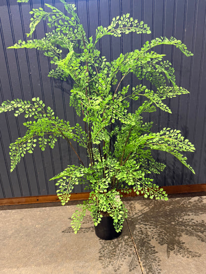 31” Potted Maidenhair Fern plant