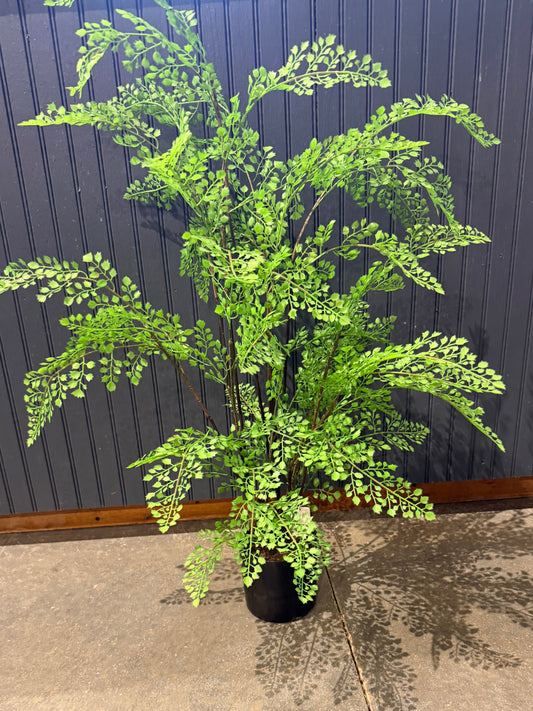 31” Potted Maidenhair Fern plant