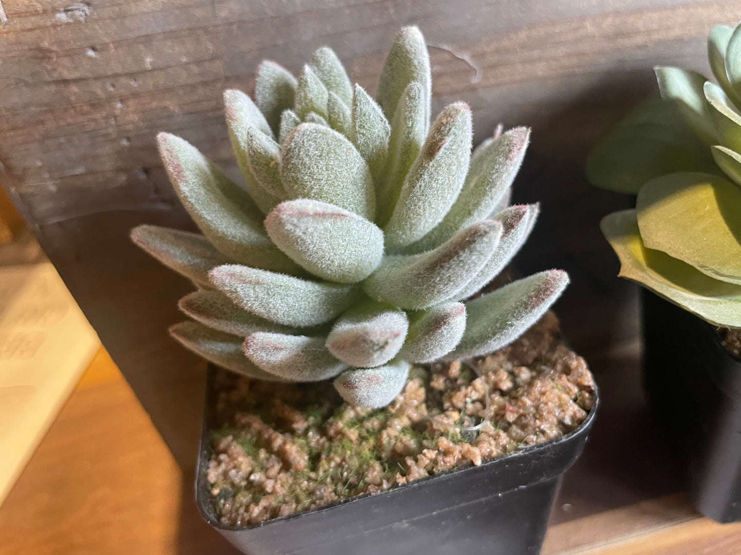 5” Potted Succulent