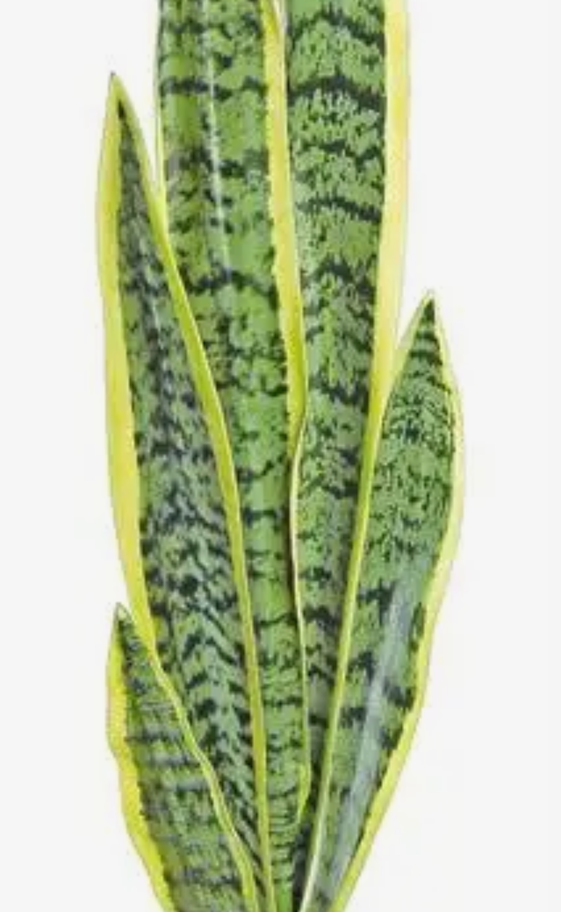 32” Snake Plant