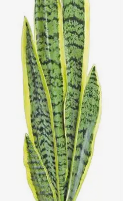 32” Snake Plant