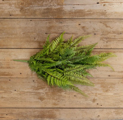 32” Lacey Fern Hanging Bush