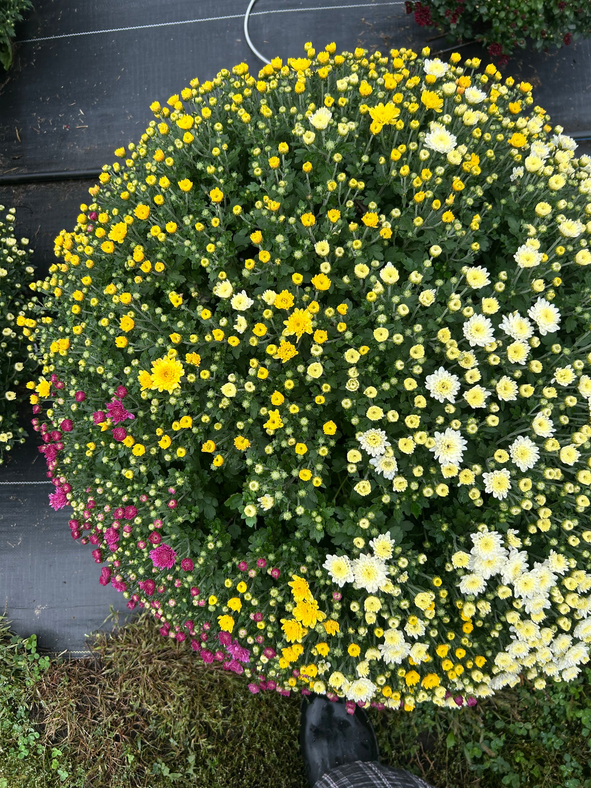 Triple Outdoor Mum