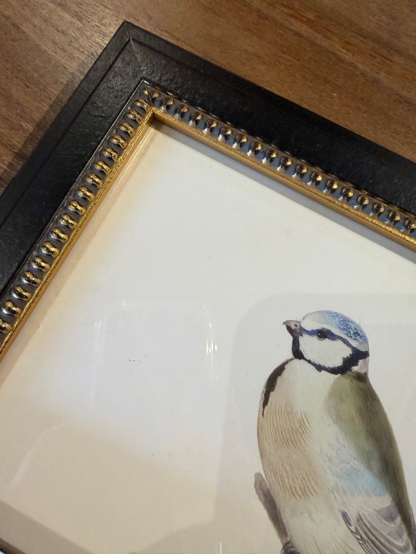 Vintage soft bird illustration G on distressed background