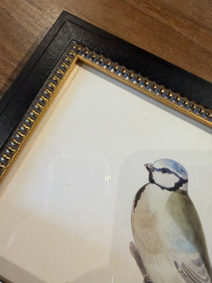 Vintage soft bird illustration G on distressed background