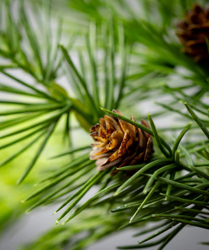 Lush Green Cedar