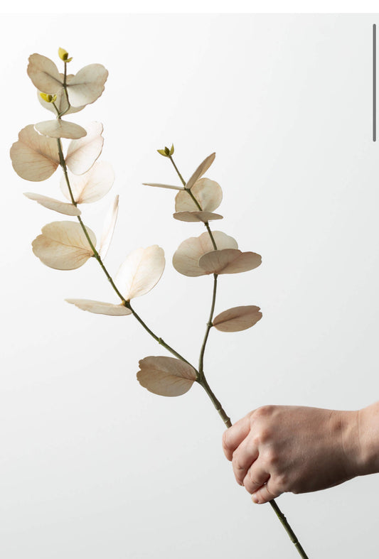 Cream Eucalyptus Spray