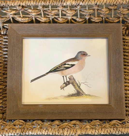 10” x 8” Vintage soft bird illustration F on distressed background
