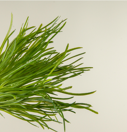 13” Grass Bush