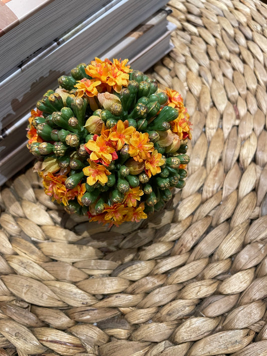 Orange Kalanchoe Orb