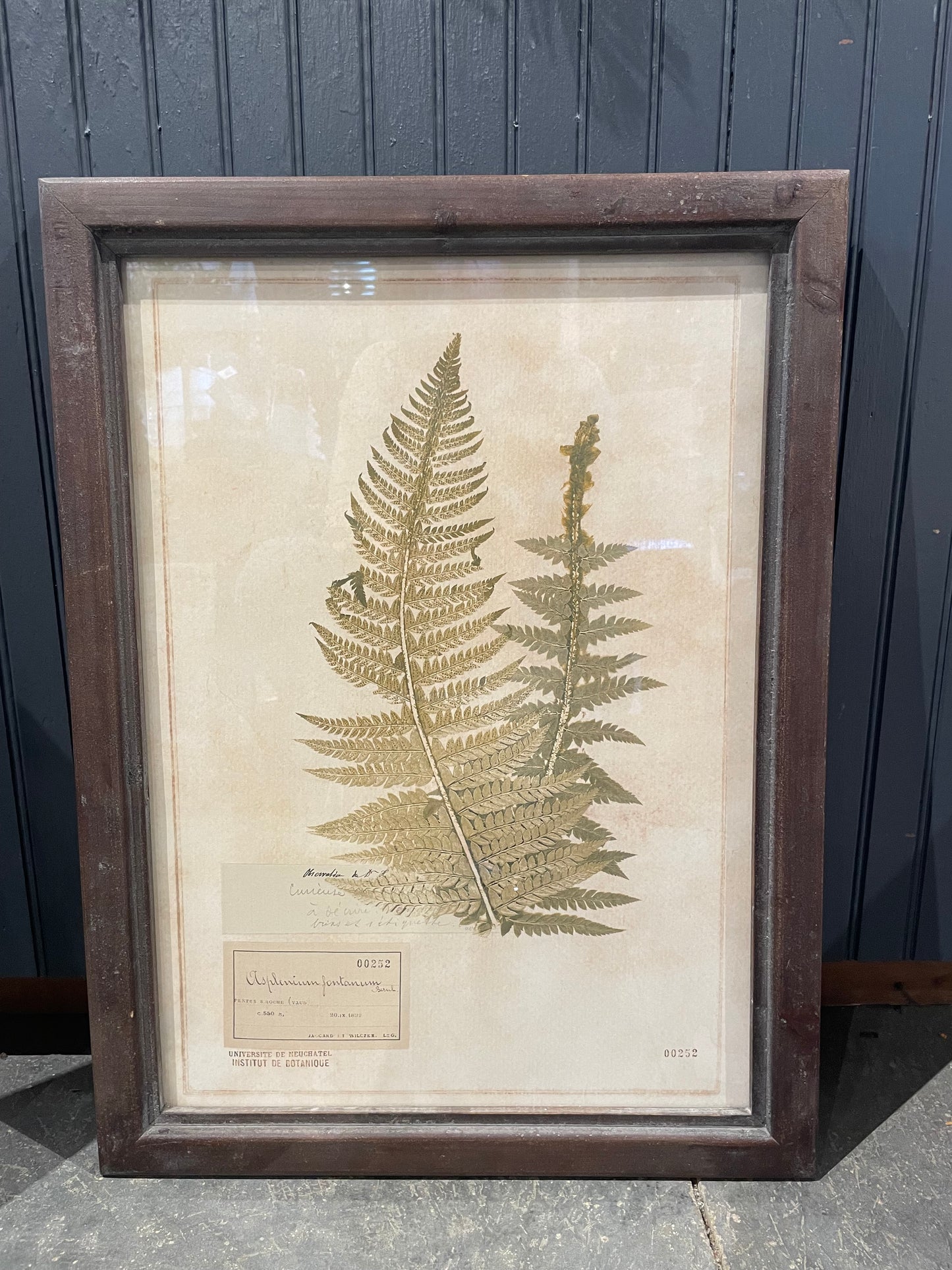 Fern Leaf Print