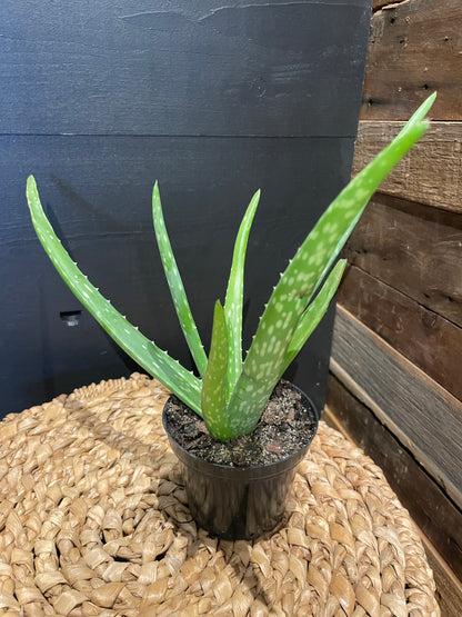 Aloe Vera Plant- 4”