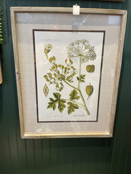 27.5 Botanical Prints-2 asst.