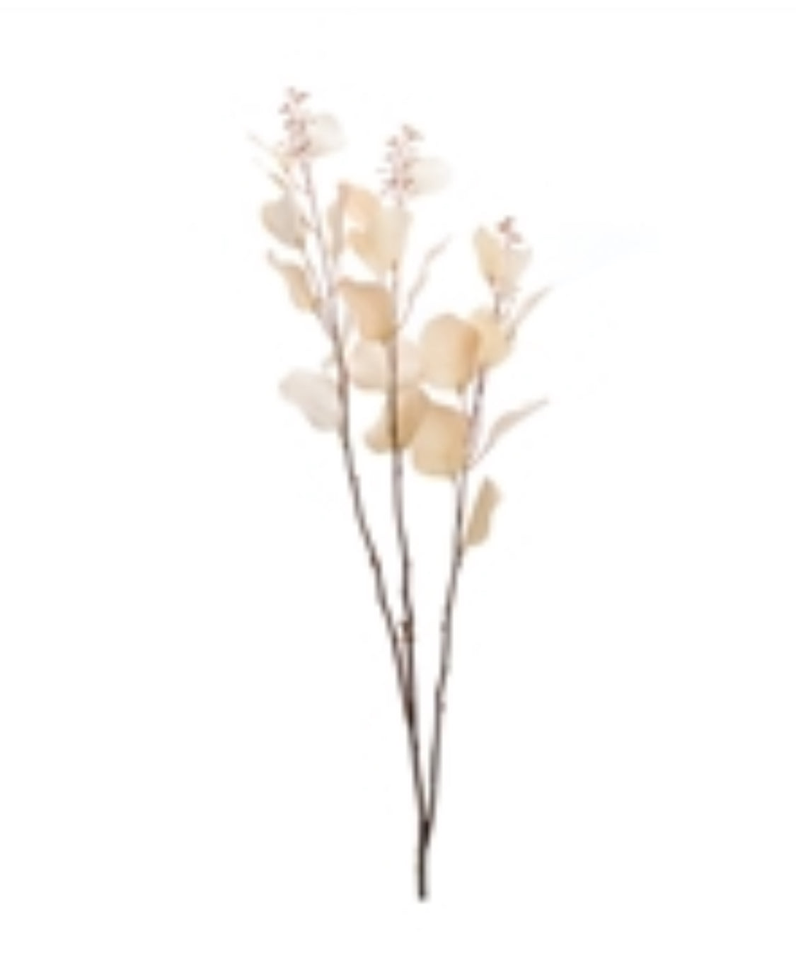 38”H Cream Eucalyptus Stem