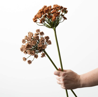 Queen Anne’s Spray