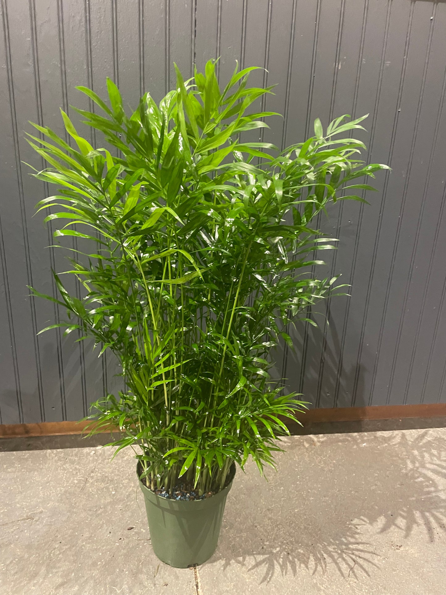 6” Palm Plant