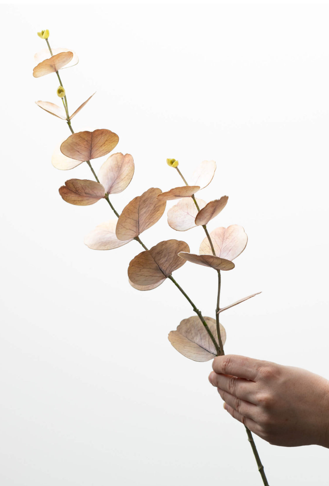 Cream/Brown Eucalyptus Stem