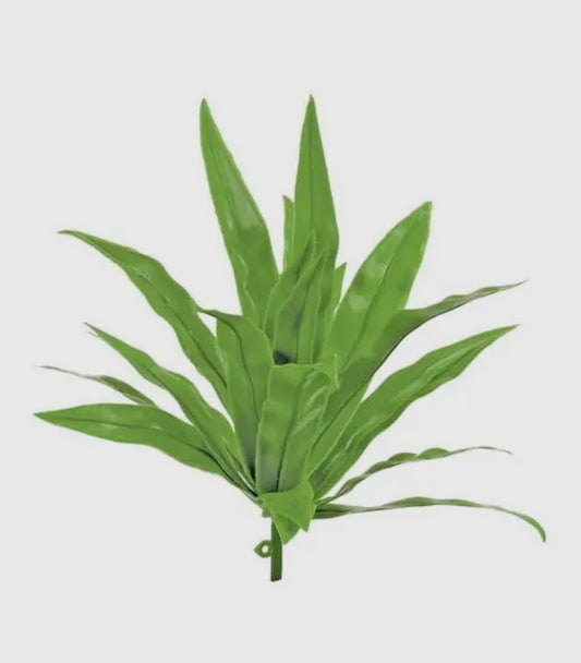 Yucca Bush
