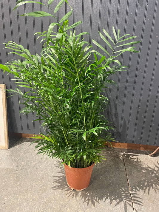 6” Palm Plant