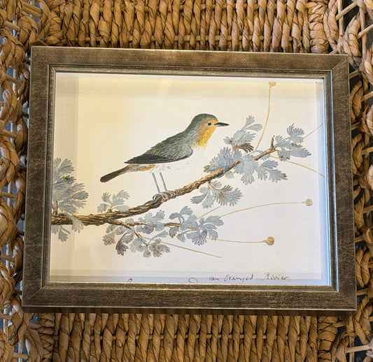 10” x 8” Vintage Bird Bookplate