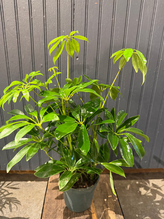 4” Schefflera Plant