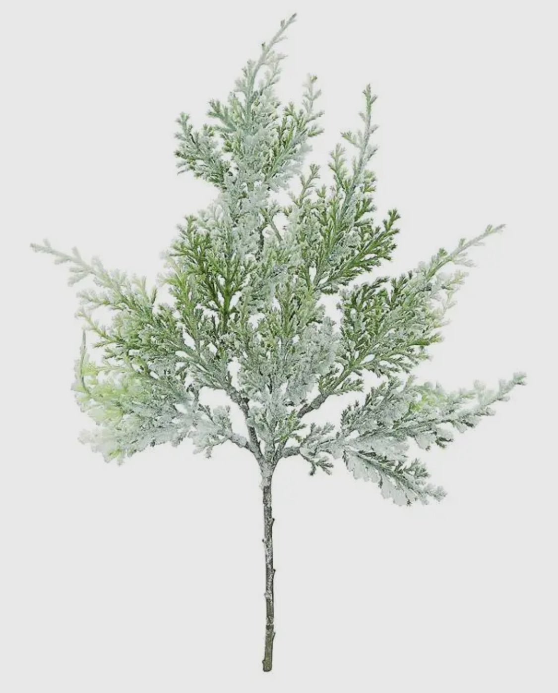 Snowy Cedar Pick