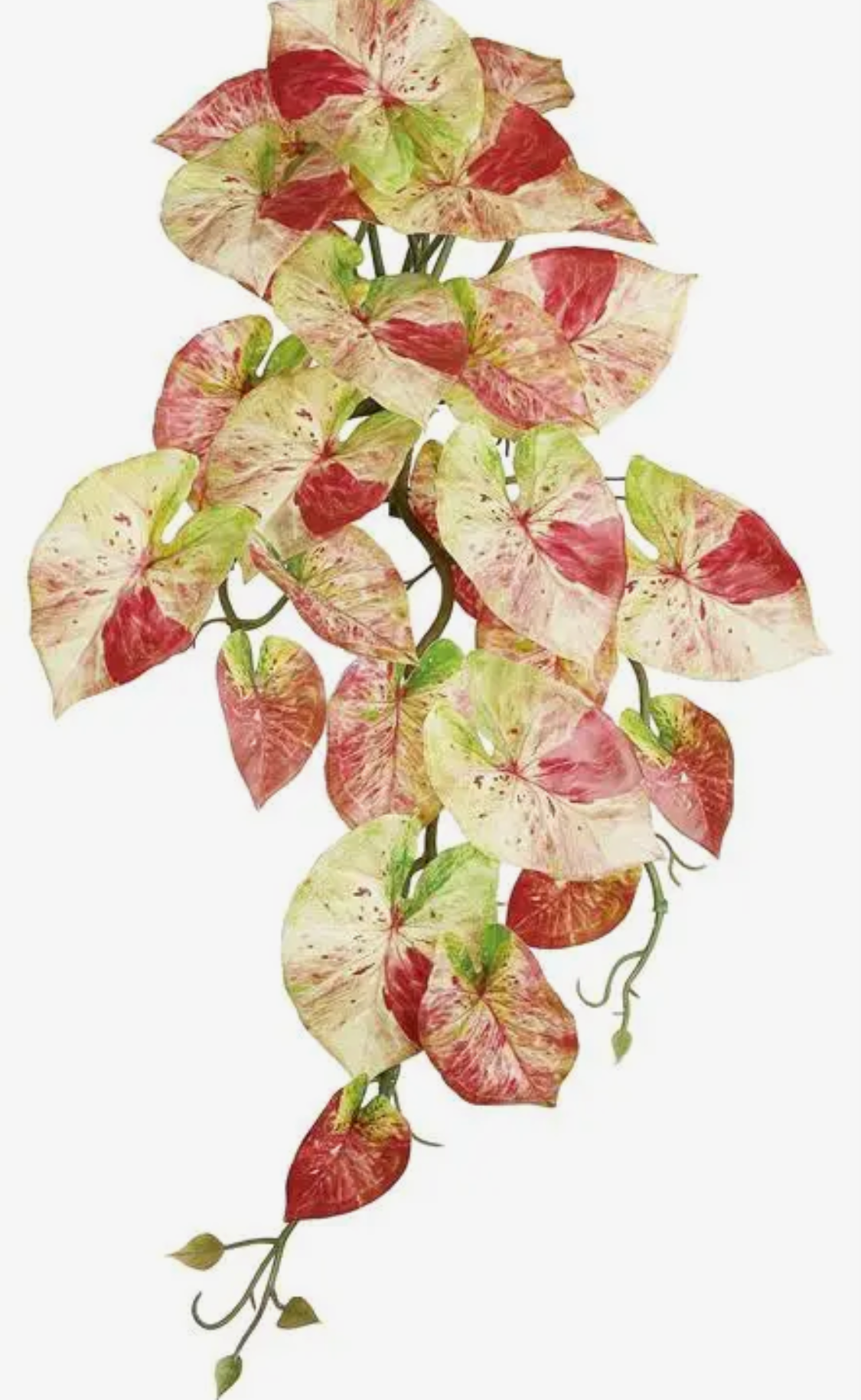 21” Hanging Caladium Bush