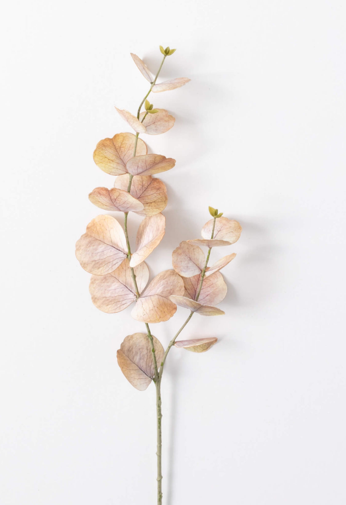 Cream/Brown Eucalyptus Stem
