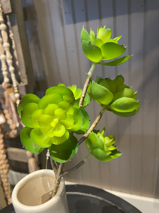 13” Hen & Chicks stem x5