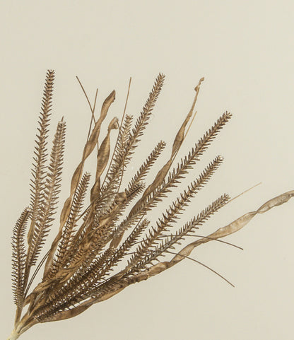 19.5” Olive Brown Grass Spray