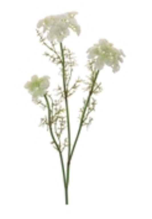 Queen Anne’s Lace Stem