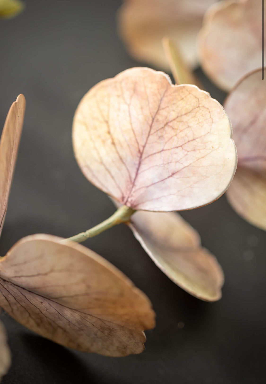 Cream/Brown Eucalyptus Stem