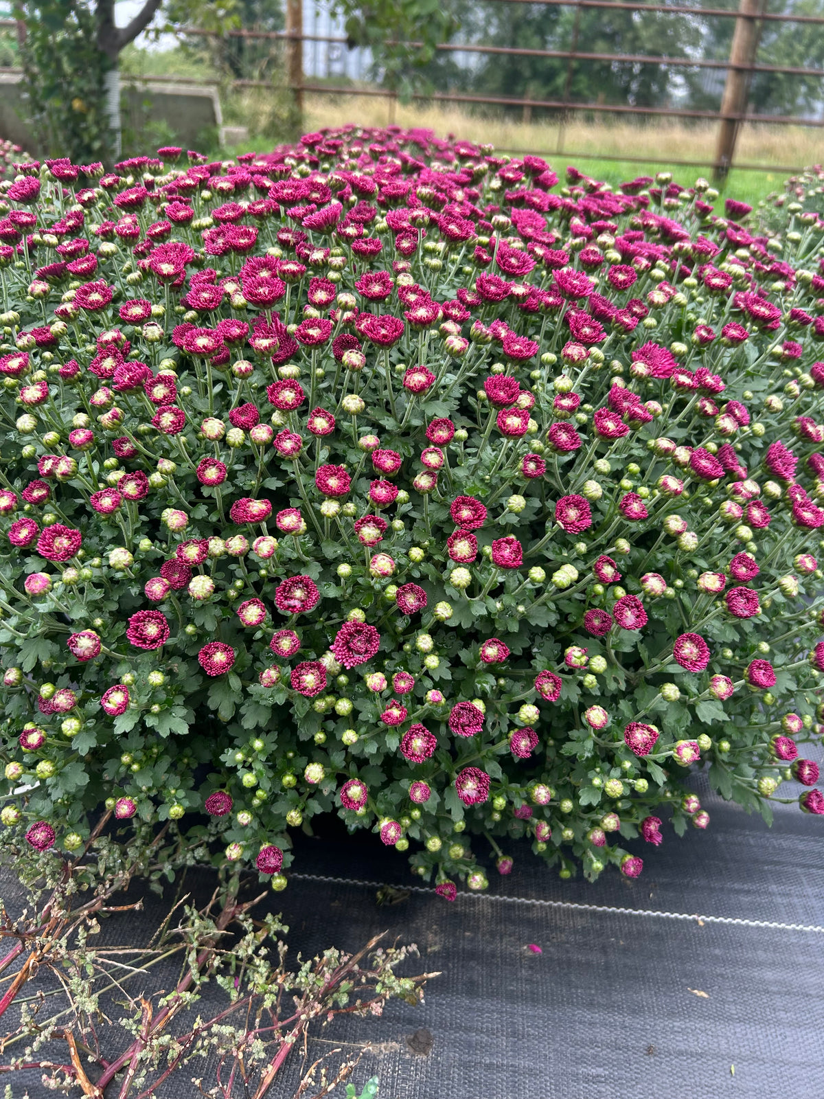 Purple outdoor Mum