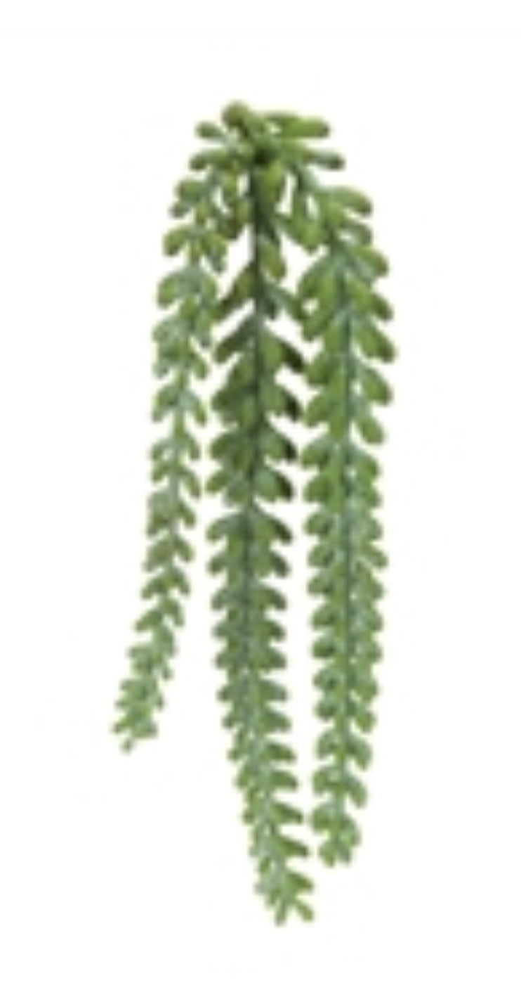 Trailing Succulent Stem
