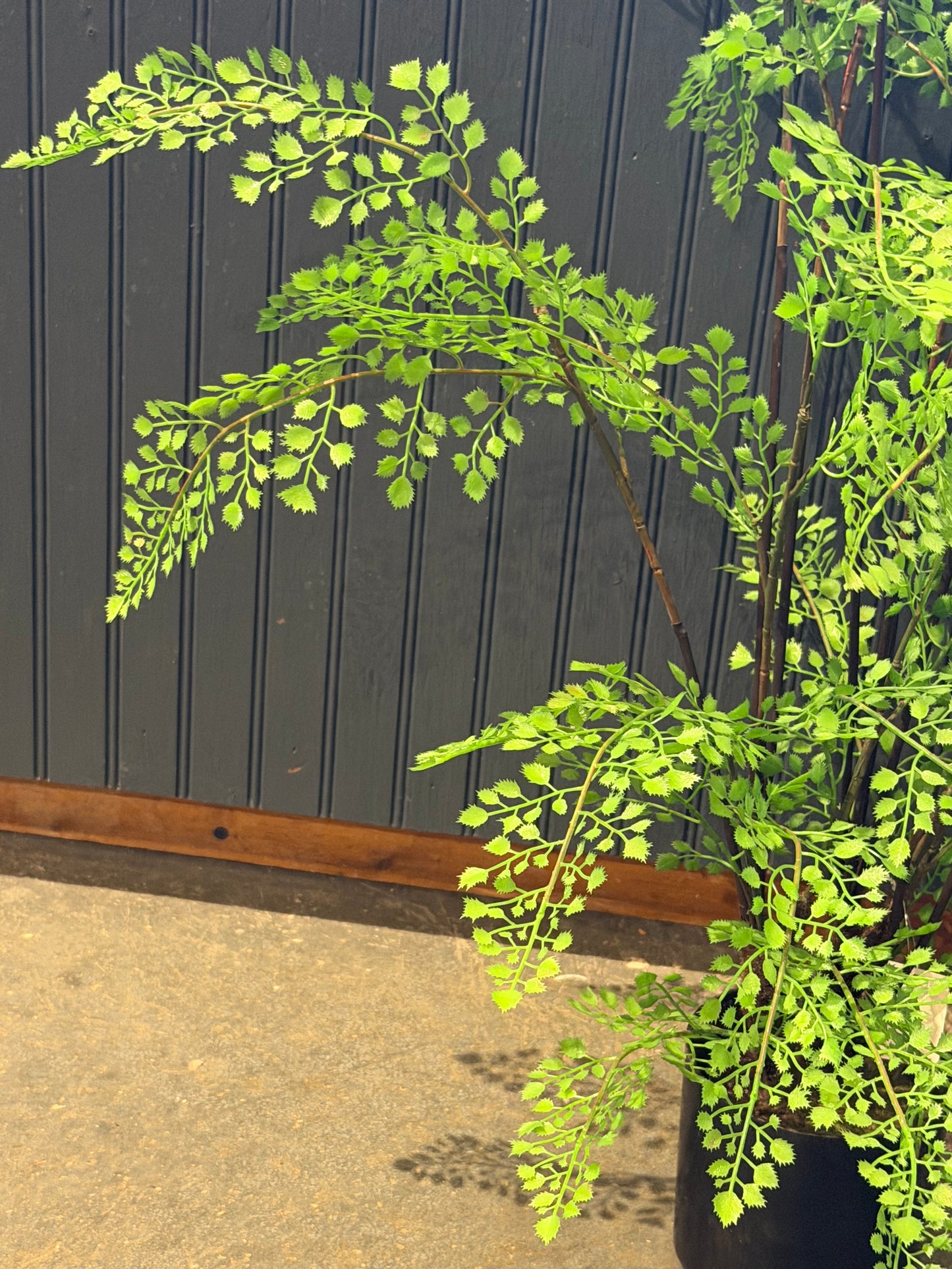31” Potted Maidenhair Fern plant