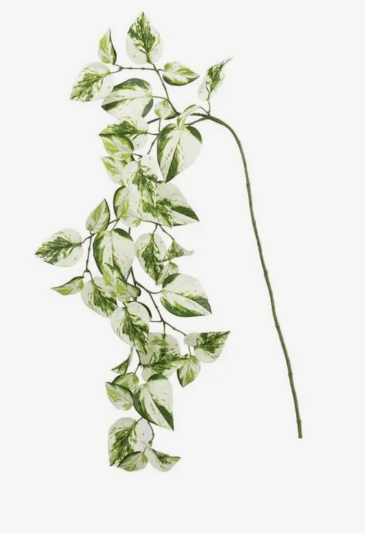 50” Snow Queen Variegated Pothos Vine