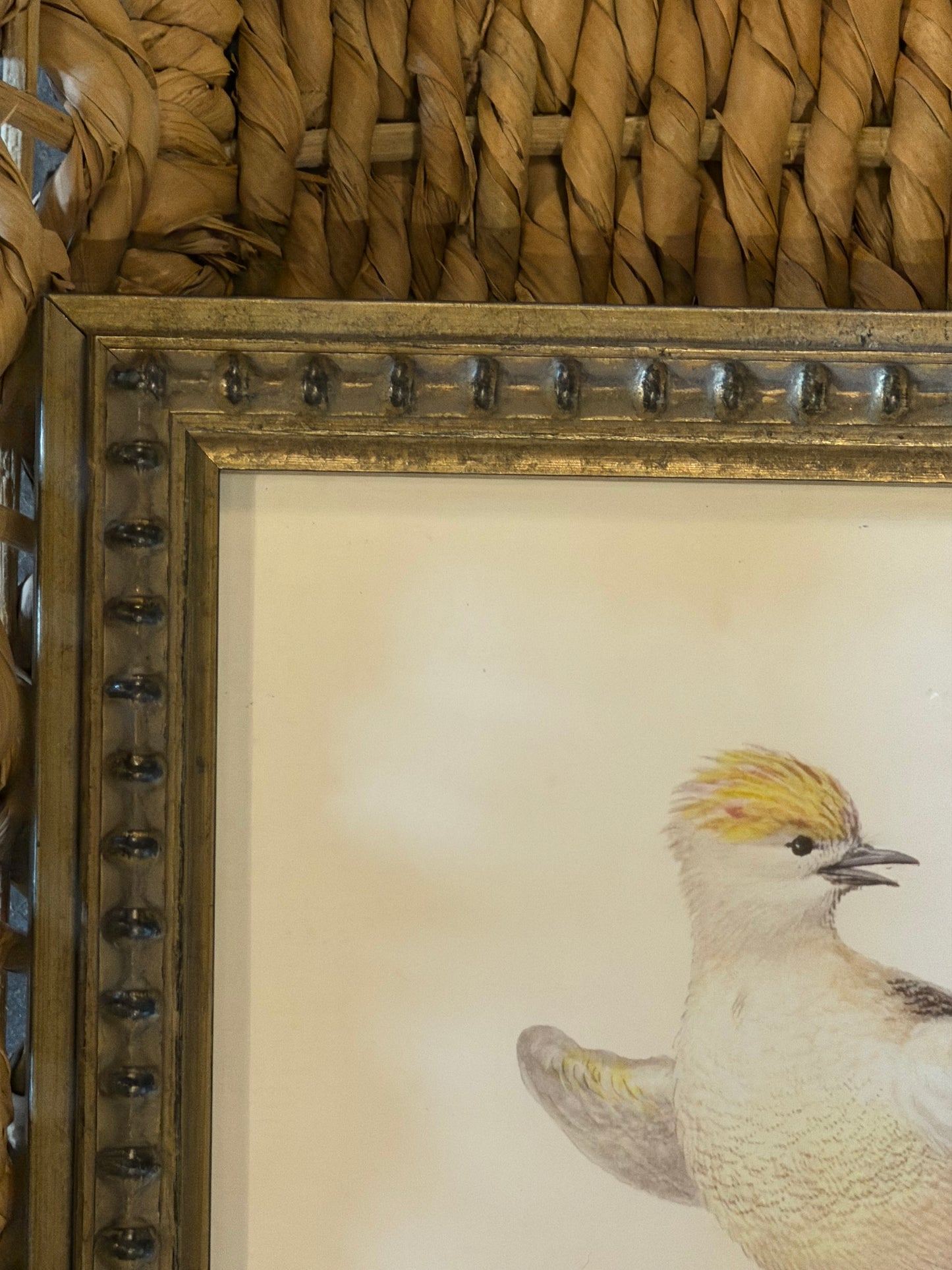 10” x 8” Vintage soft bird illustration B on distressed background