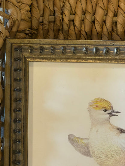 10” x 8” Vintage soft bird illustration B on distressed background
