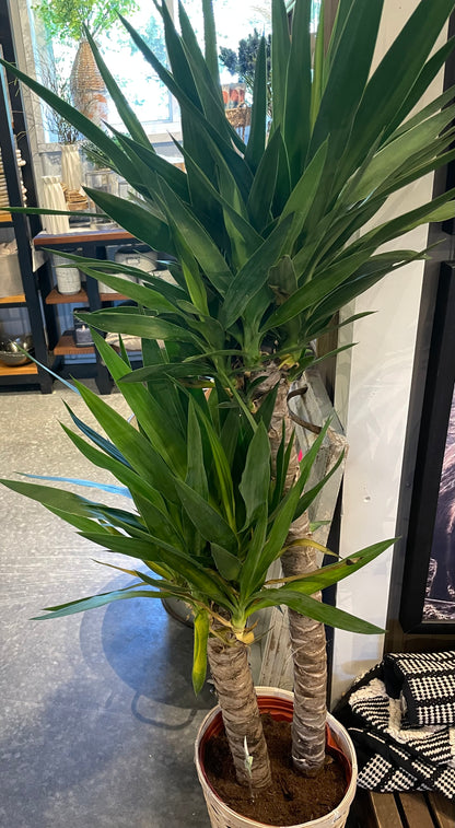 Yucca Plant-8”