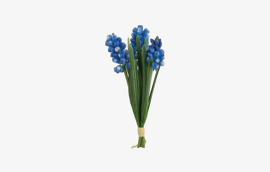 10.65” Blue Grape Hyacinth Bundle