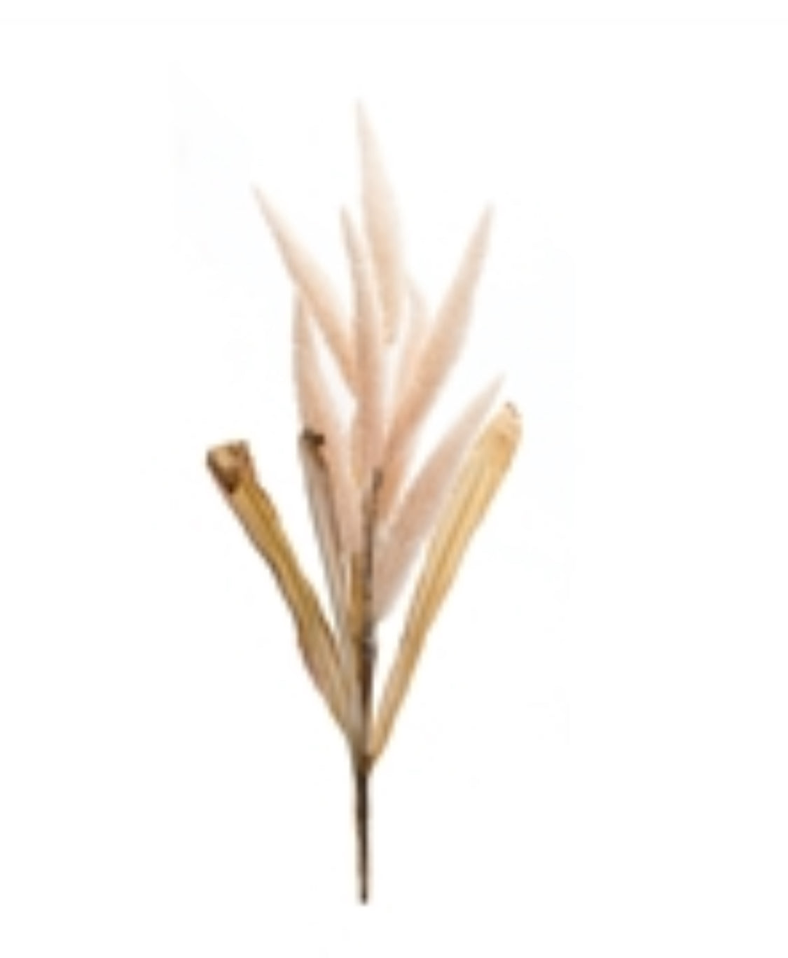 Cream Foxtail Stem