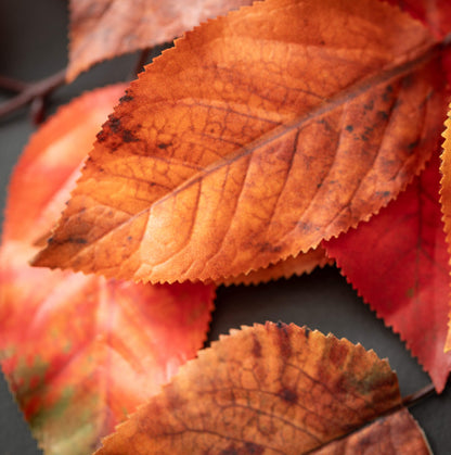 Salal Leaf Spray