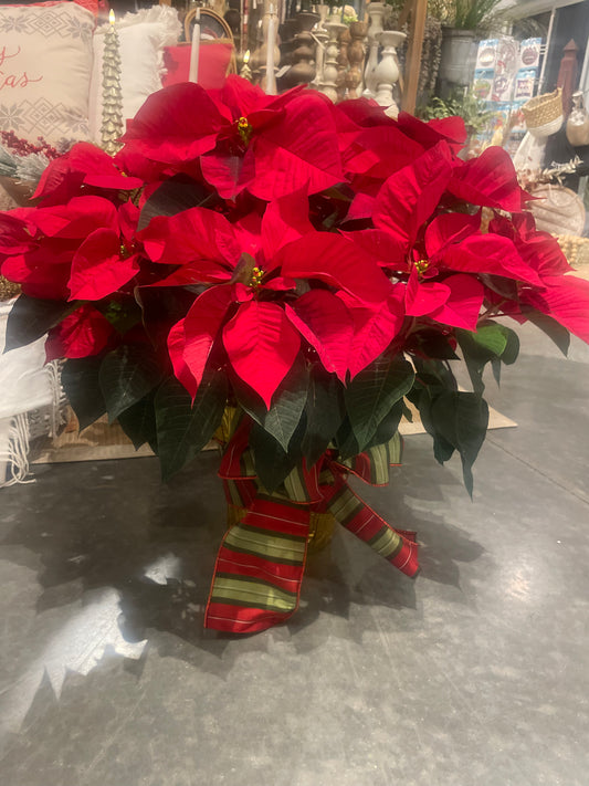 8” Red Triple Poinsettia