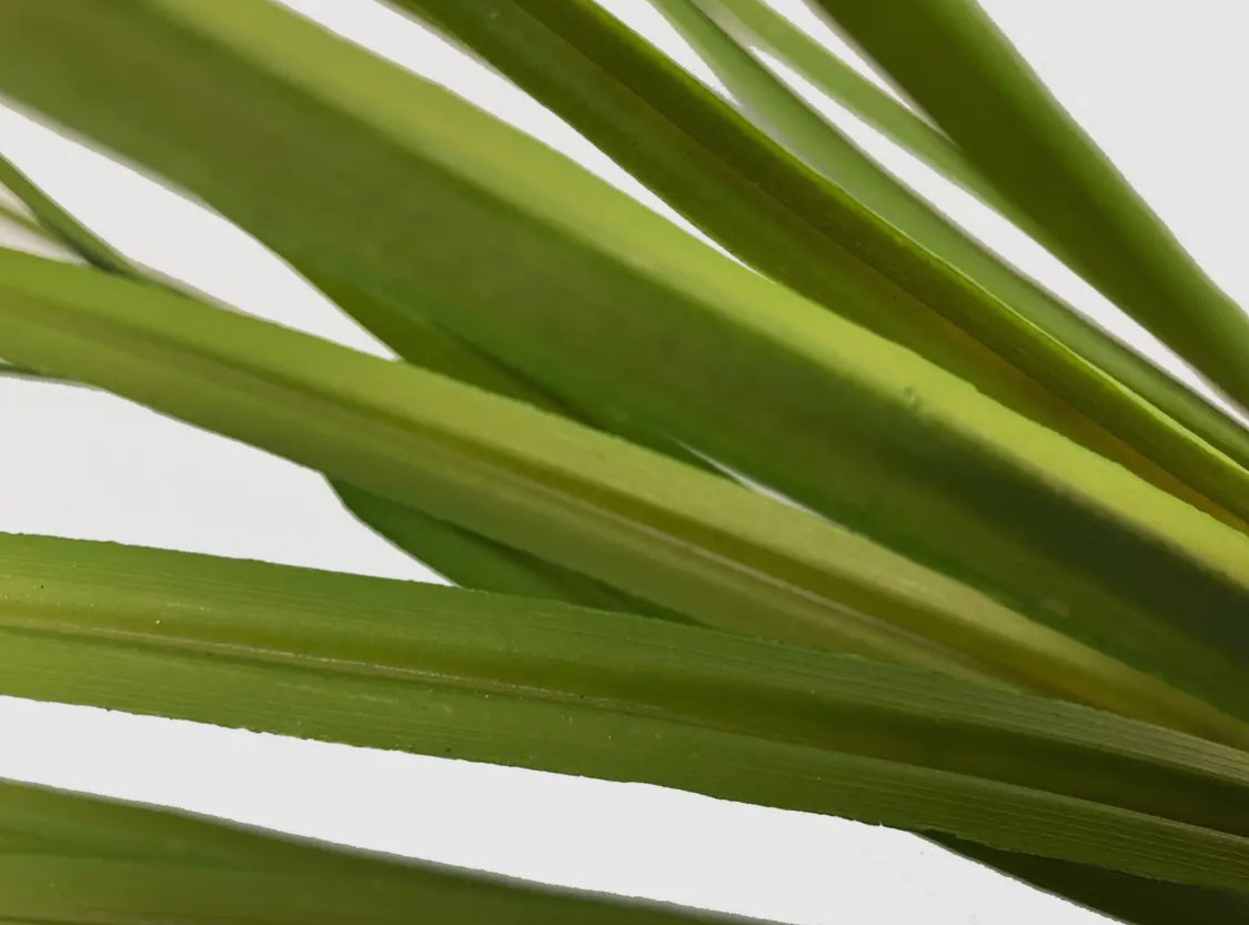 Fountain Grass Bush