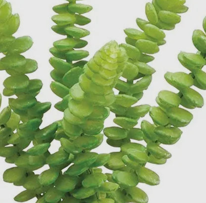 Soft Touch Burros Tail Succulent Plant Pick