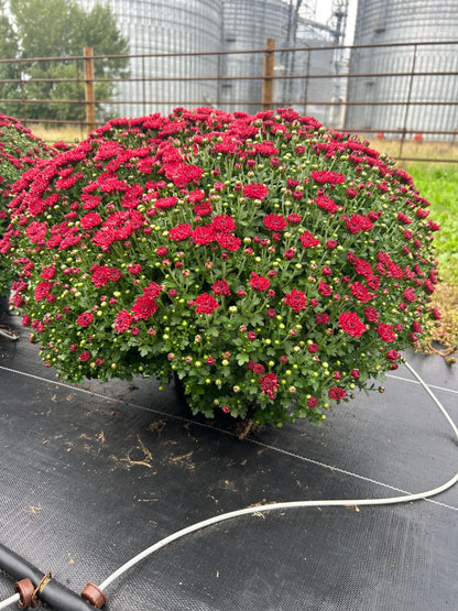 Burgundy Outdoor Mum