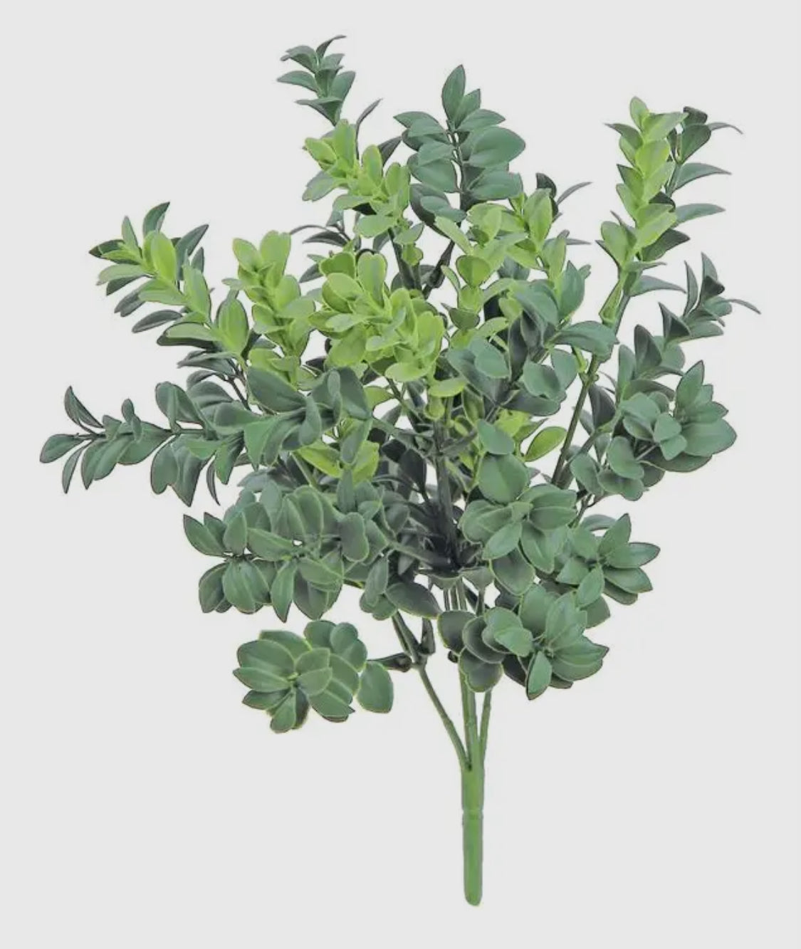 Boxwood Bush