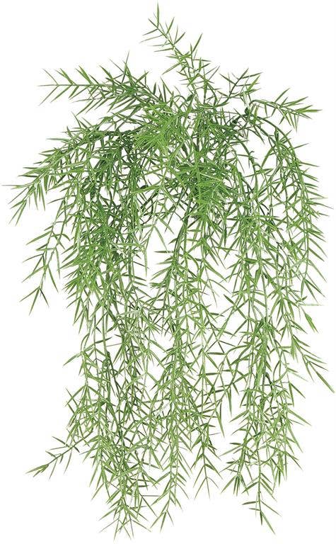 Springeri Fern Hanging Bush 20" UV Proof
