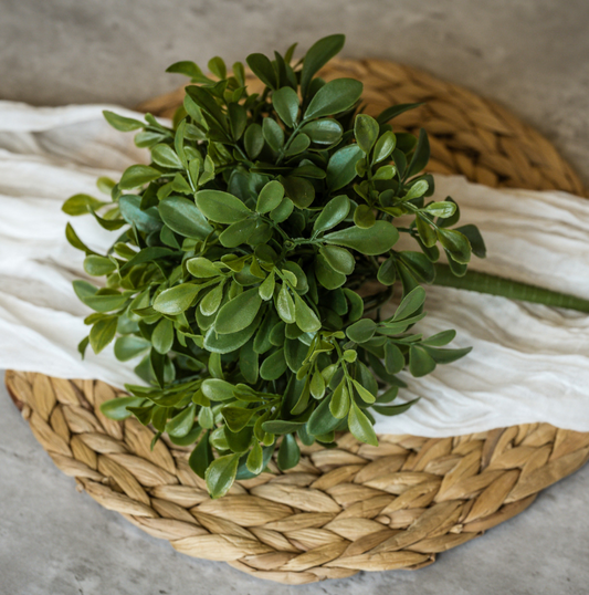 9.5” Boxwood Bush