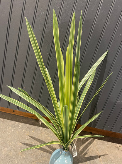 20” Lily Turf Grass Bush